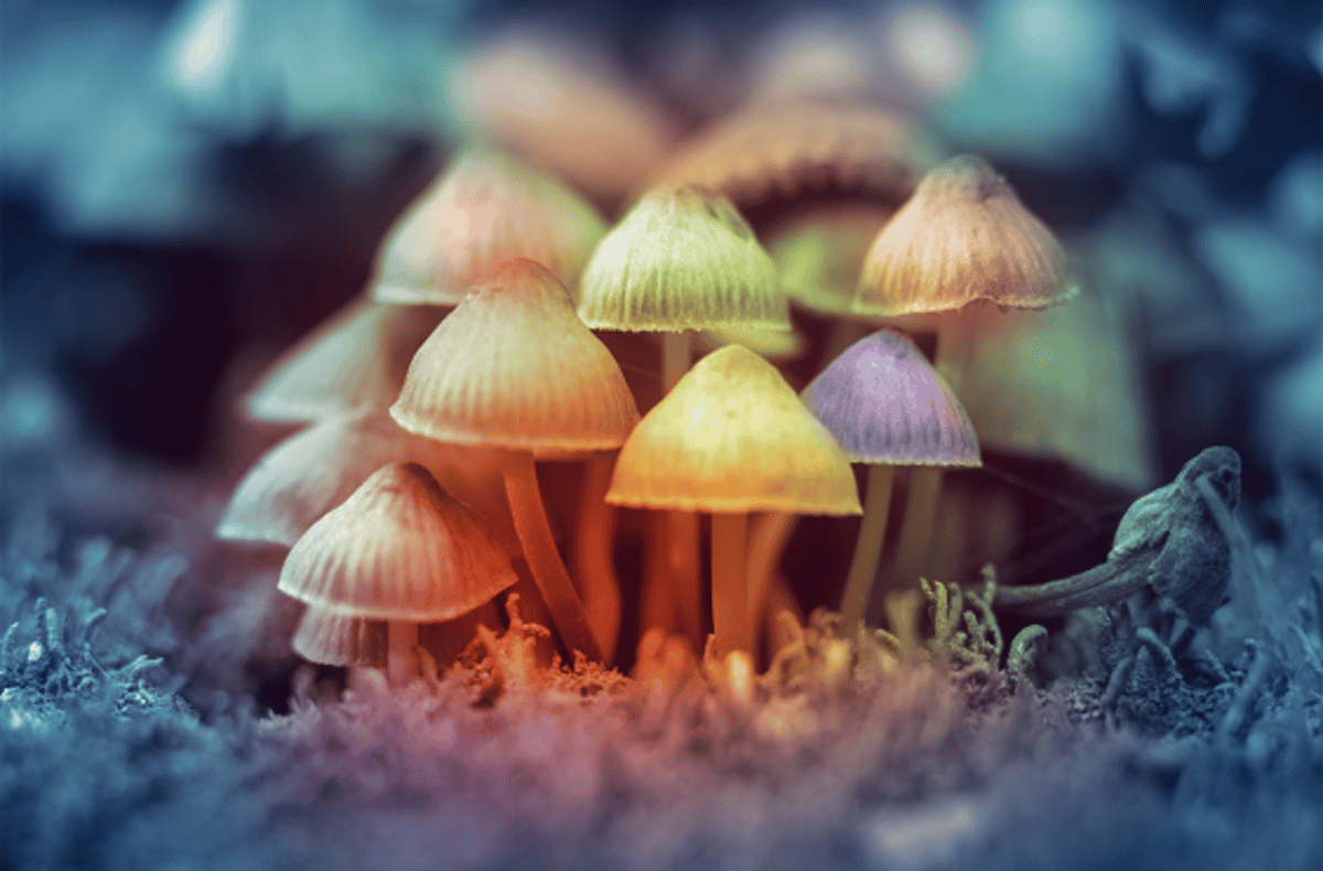 The Problem with Psychedelic Research