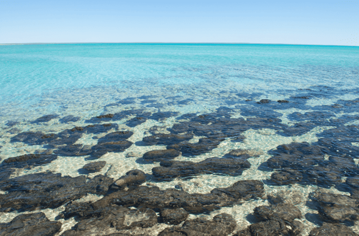 The Australian Rocks That House the Oldest Life-Forms on Earth