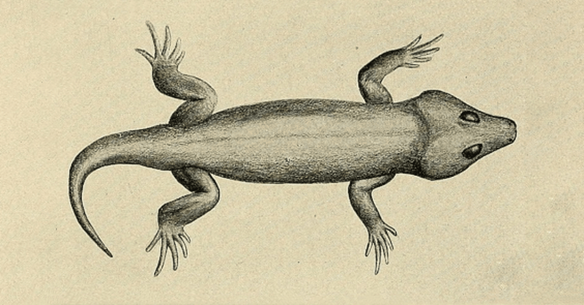 Oldest Reptile Mummy Sheds Light on the Ancient Art of Breathing