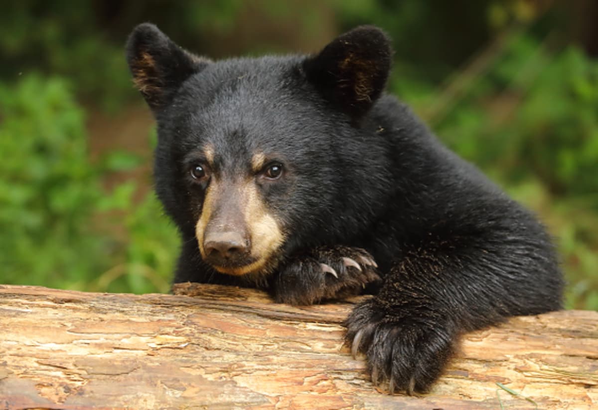 The Predictive Powers of Bear Poop