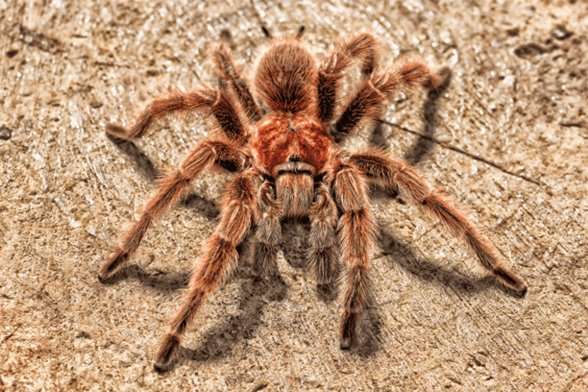 Arachnophobes Beware: Tarantulas Are Way Smarter Than You Think