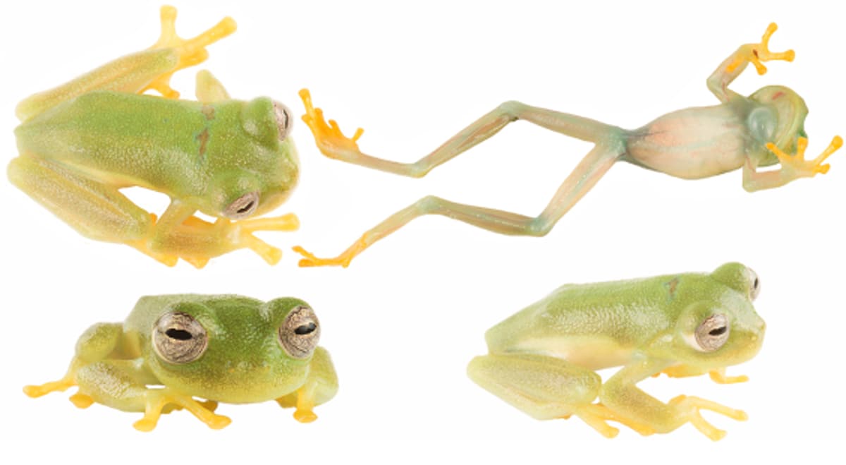 New Frog Species Gets Olympian Name