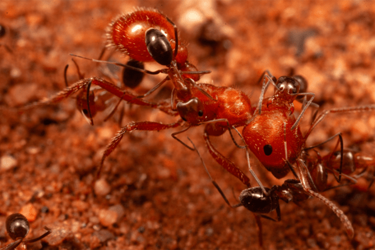 These Small Ants Act Like Cleaner Fish