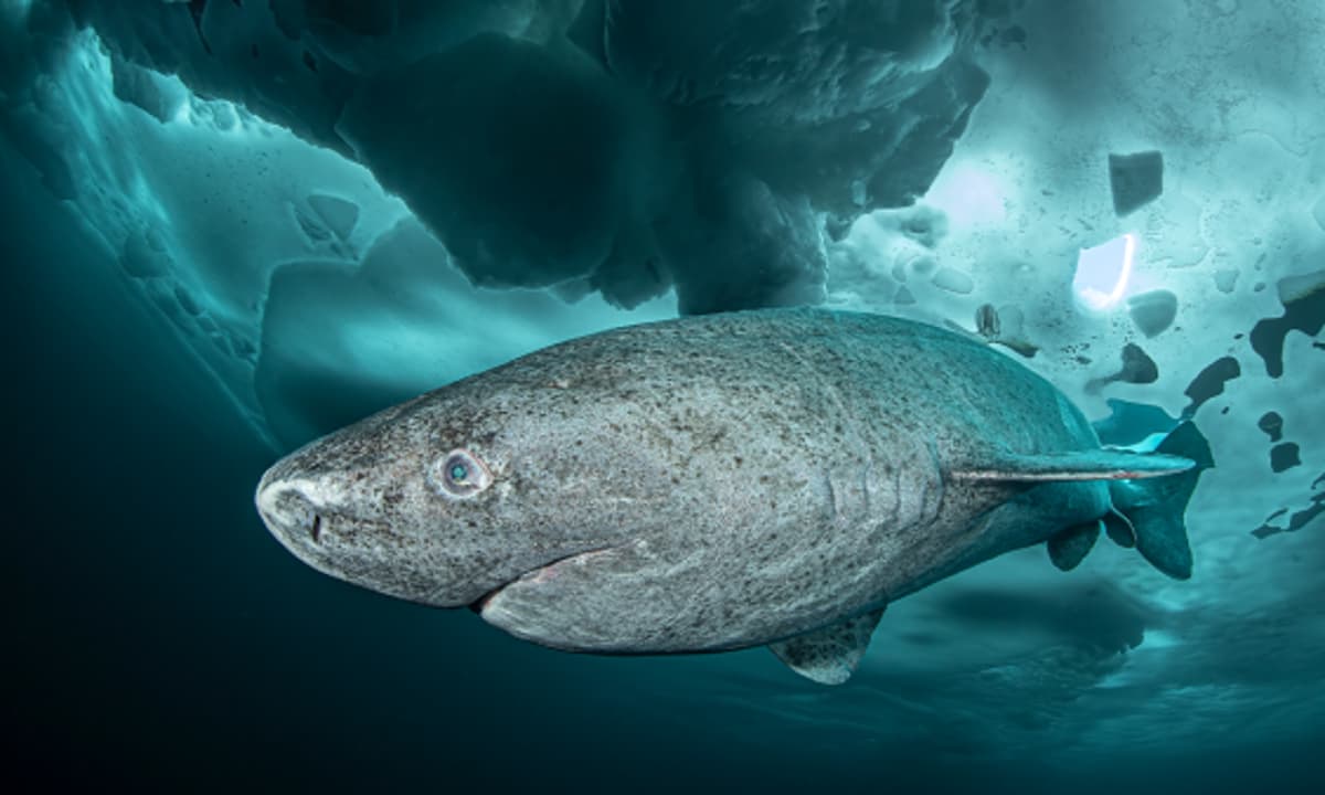The Genetic Secrets of a Shark That Lives for 500 Years