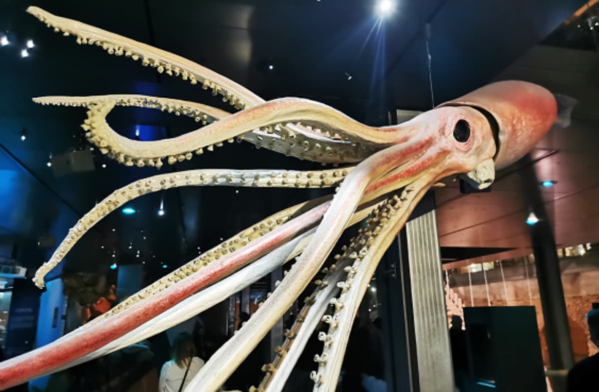 Giant Squid Discovered Lurking Off the Australian Coast