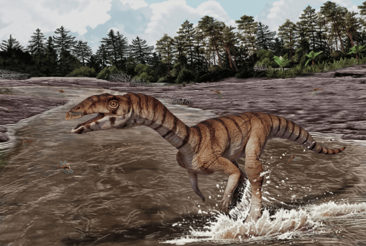 This Toothless, Beaked Crocodile Ancestor Walked on Two Legs