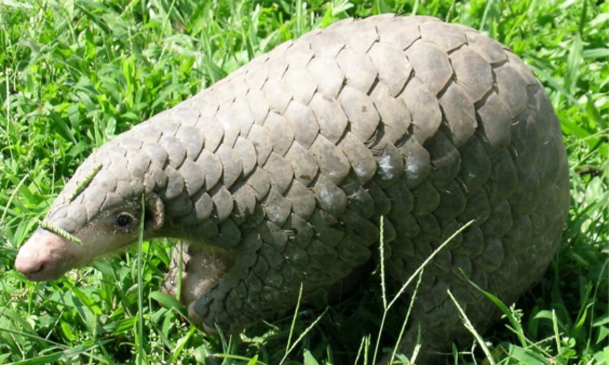 Mapping the Illegal Wildlife Trade Using Pangolin DNA