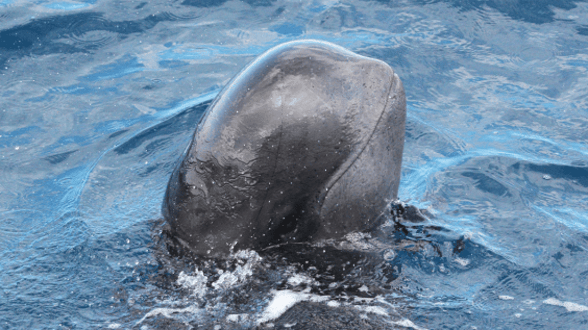These Whales Are Screaming in the Strait of Gibraltar