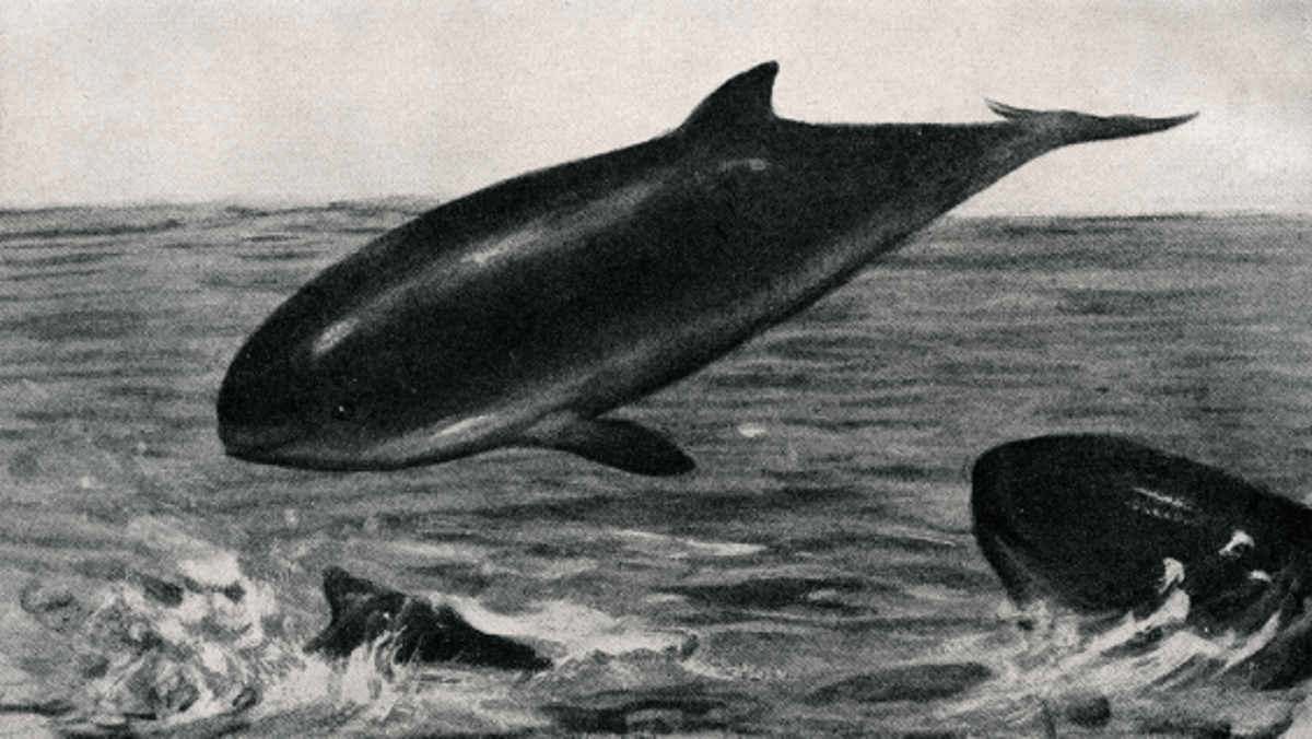 What’s Black and White and Reveals Historic Porpoise Distributions?