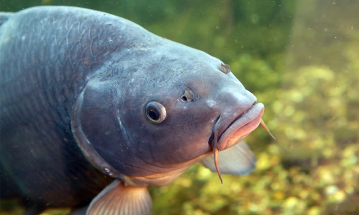 Editing the Pesky Bones Out of a Popular Farmed Fish