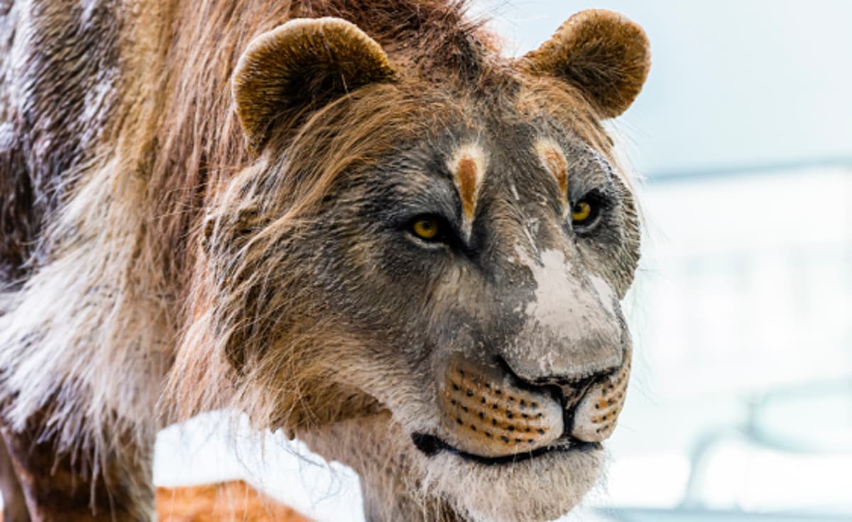 Ancient DNA Illuminates the Uniqueness of the Extinct Cave Lion