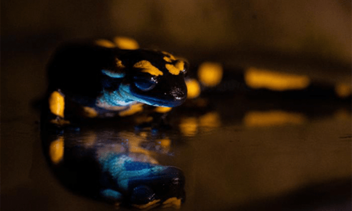 Check Out the Newest Fluorescent Amphibian