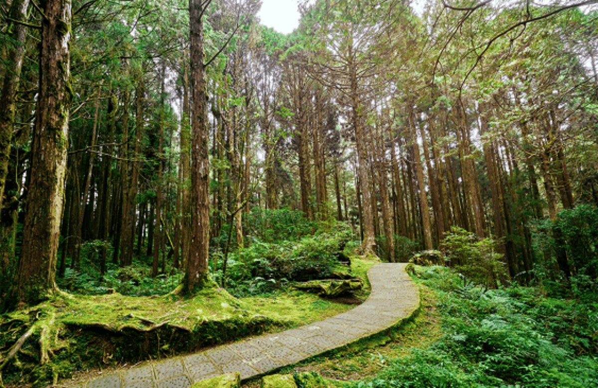 This Towering Fir Is the Tallest Tree in East Asia