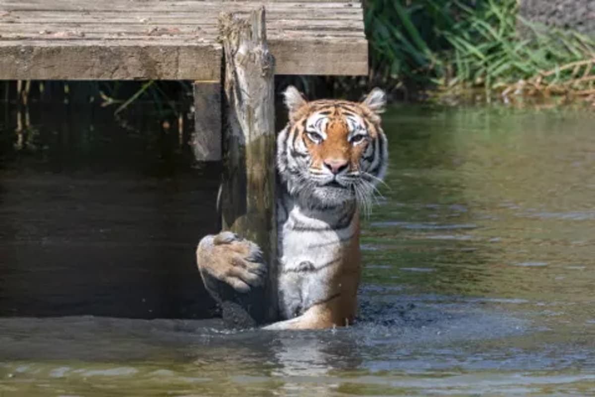 How India’s Tiger Global Ruling Collapses Treaty Residence Into an Anti-Abuse Inquiry