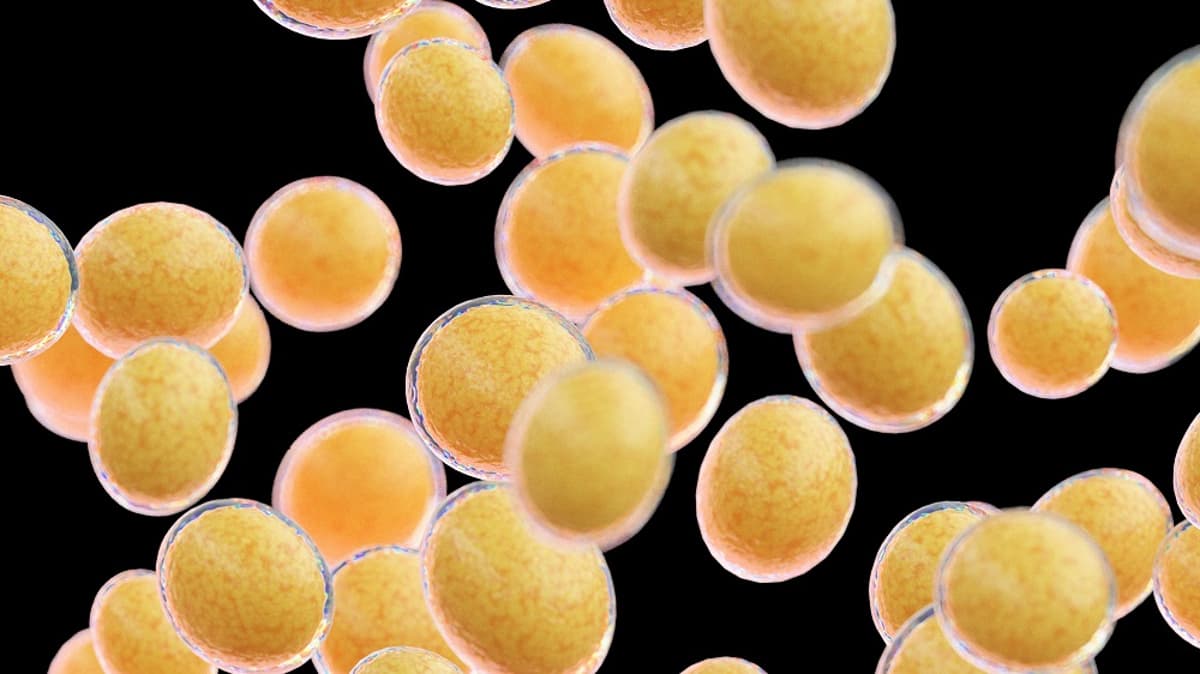 Thermogeneration by White Fat Could Be Used to Treat Obesity