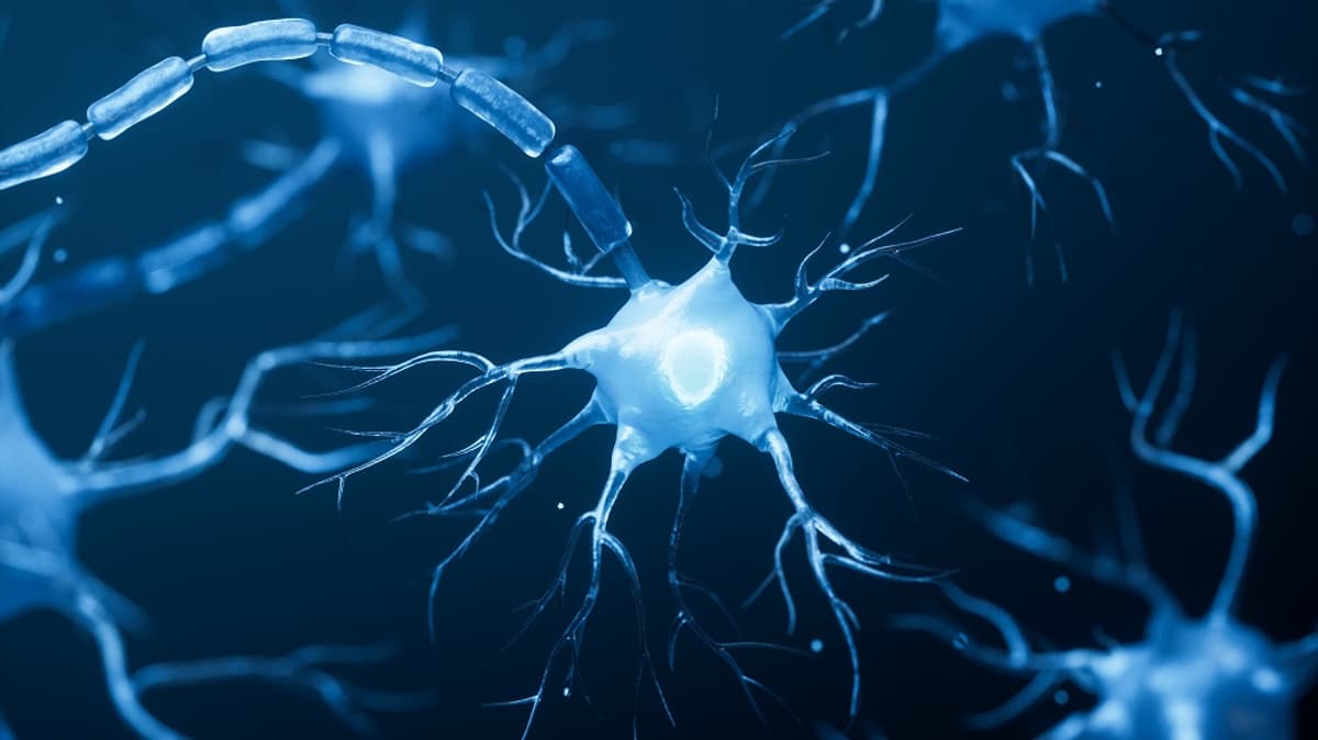 A Popular Senolytic Treatment Causes Brain Damage in Mice
