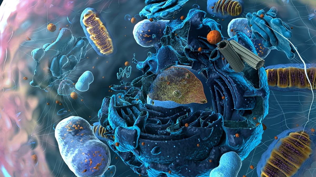 Neurons’ Protein Disposal Trick Offers Alzheimer’s Insights