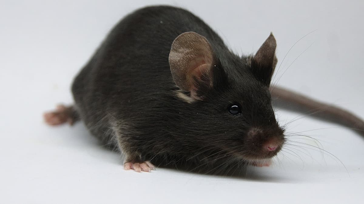 Late-Life Gene Therapy Boosts Lifespan in Mice by 20%