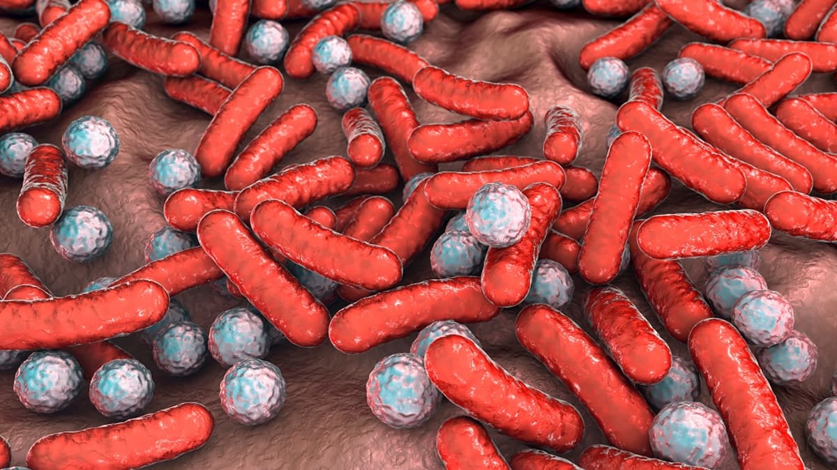 The Immune System Maintains the Microbiome