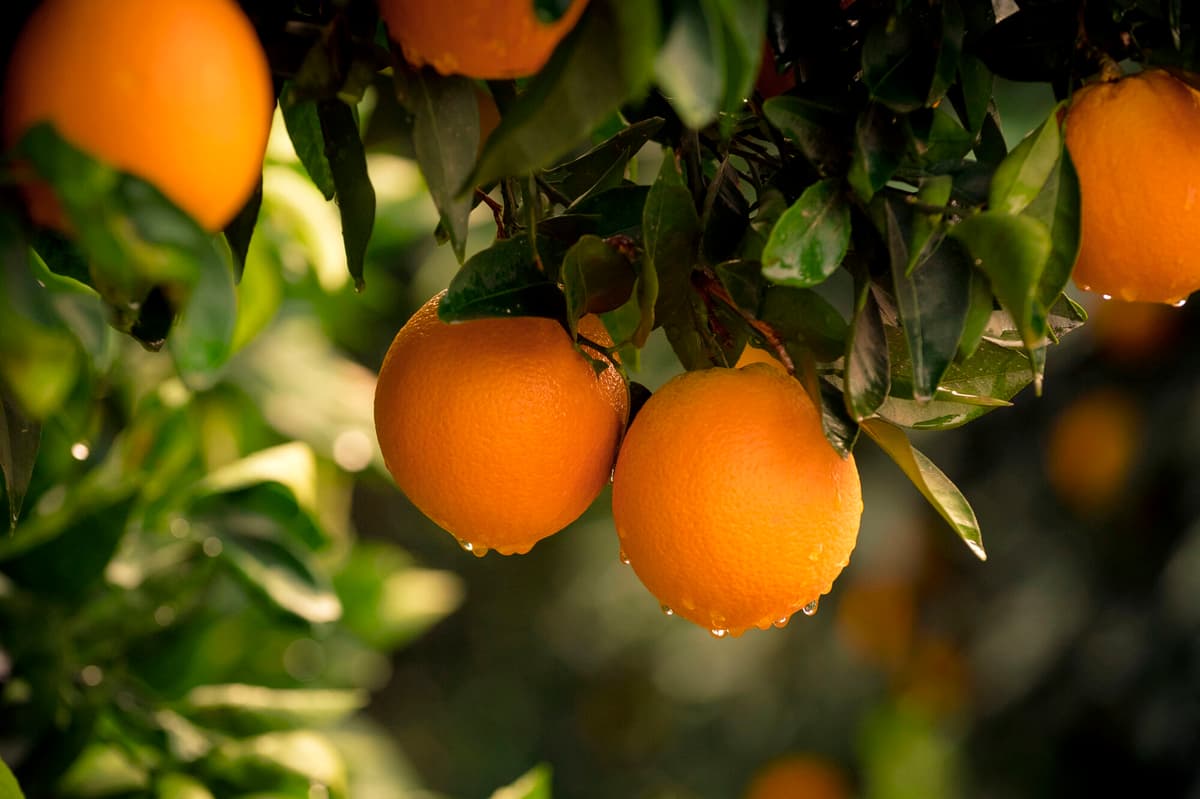 Orange County to Institute Hybrid Asset Allocation Strategy