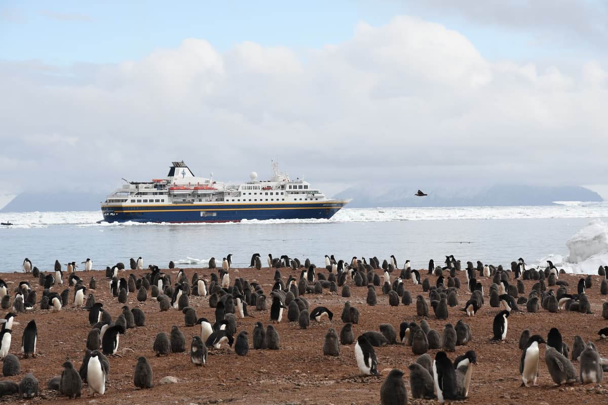 My Journey to See All 19 Penguin Species in the Wild, From Antarctica to Tristan Da Cunha to New Zealand's...