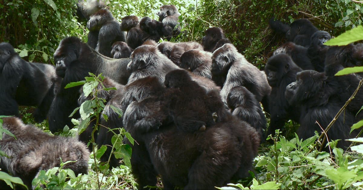 ‘Gorilla Story: Told by David Attenborough’ Returns to Rwanda Almost 50 Years After ‘Life on Earth’