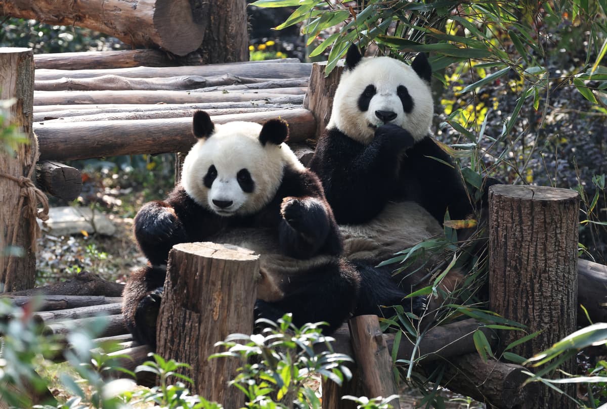 Beyond the Pandas, Chengdu Is China’s LGBTQ Capital and a Gastronomic Gem