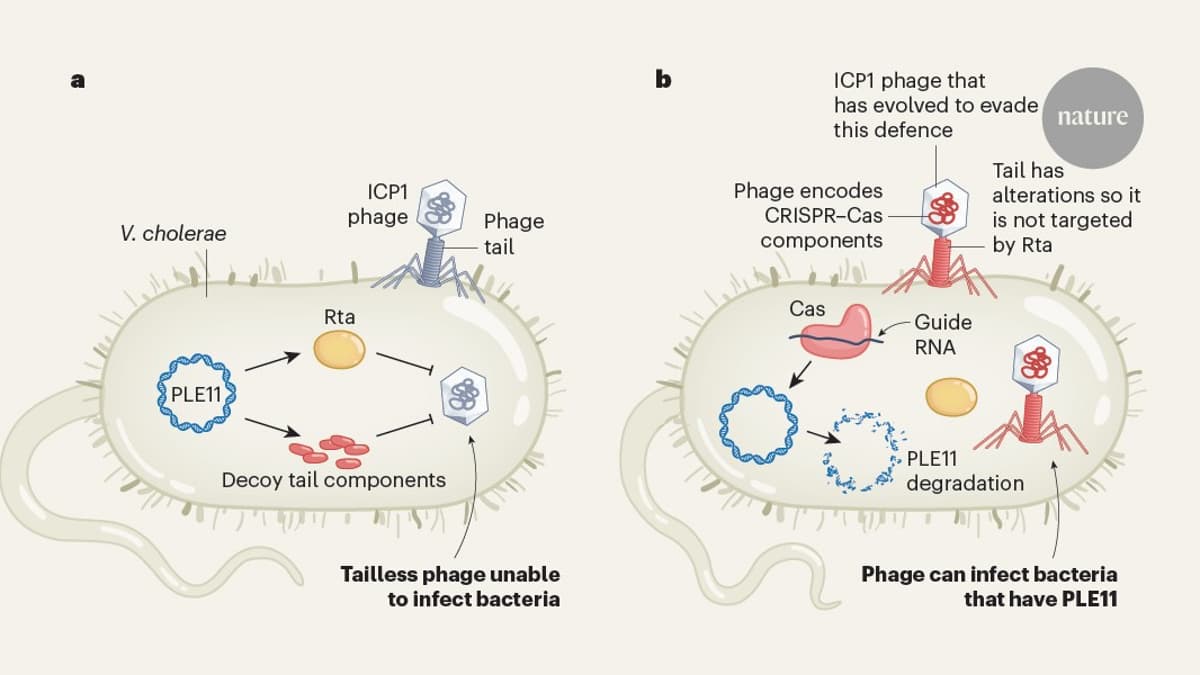 Bacterial−viral Conflicts Shape Cholera Evolution