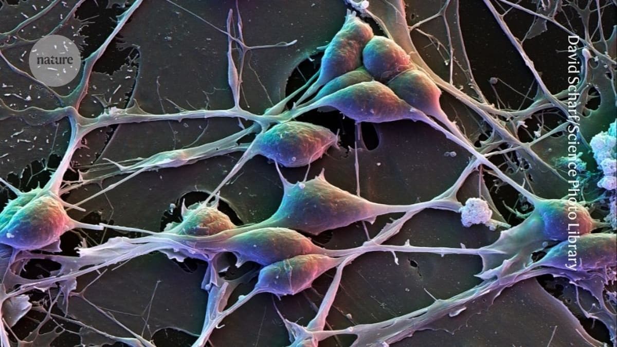 Revealed: How Male and Female Brain Cells Differ in Gene Activity