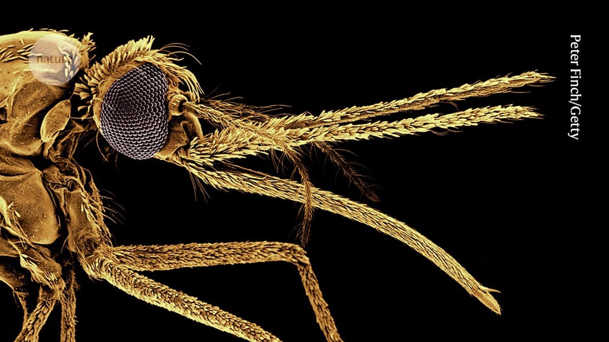 Vaccines Mean Malaria Deaths Should Be Falling — Not Rising