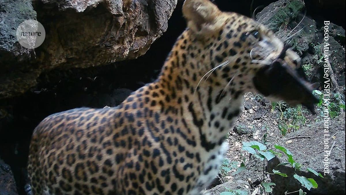 ‘Bat Feast’ Animal Videos at African Cave Offer Clues to How Deadly Viruses Spread