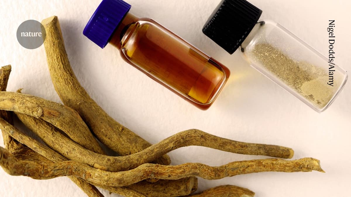 US Speeds Research Into Mind-Altering Drugs — Including Mysterious 'Ibogaine'