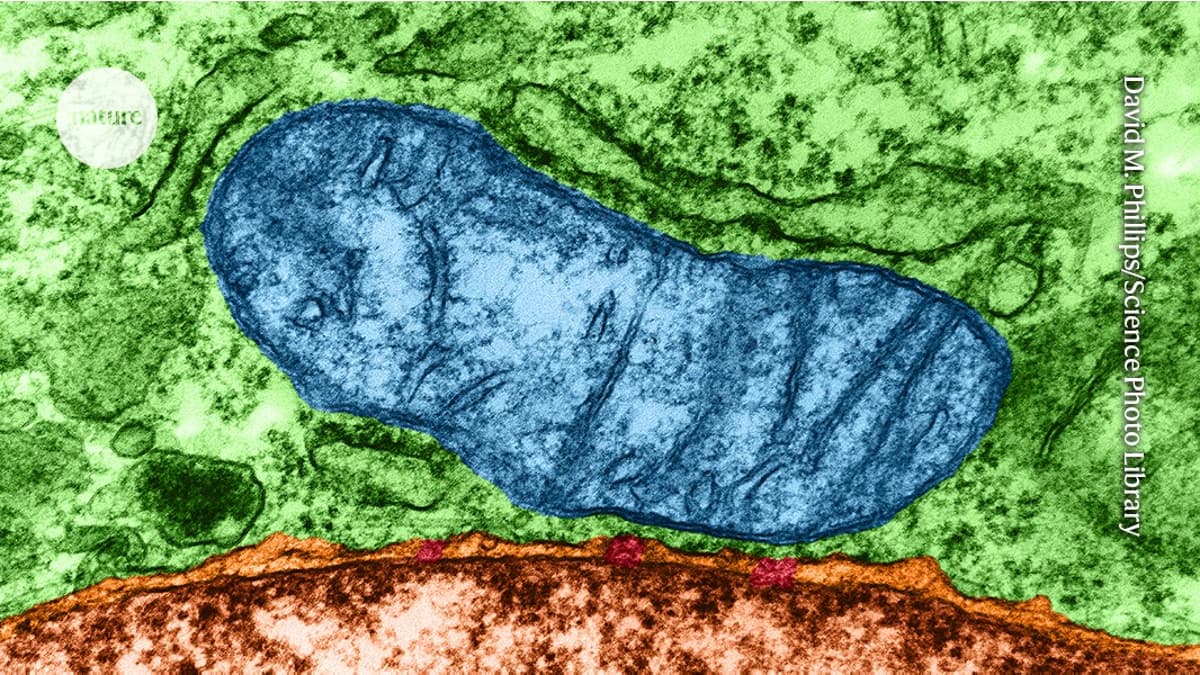 Mitochondria Can Spawn New ‘Organelles’ — Hinting at How Modern Cells Evolved