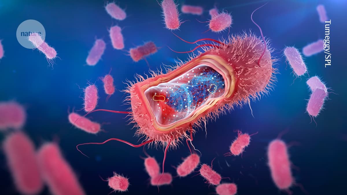 How Common Bacteria Fasten Their Armour