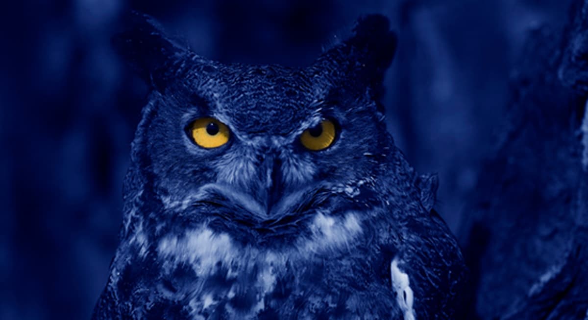 Blue Owl Returns 35% of BDC’s NAV to Investors