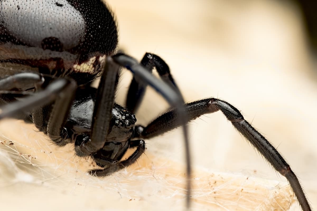 This Dangerous Spider Is Spreading Across London – and It’s Been Found at One of the City’s Most Iconic Attractions