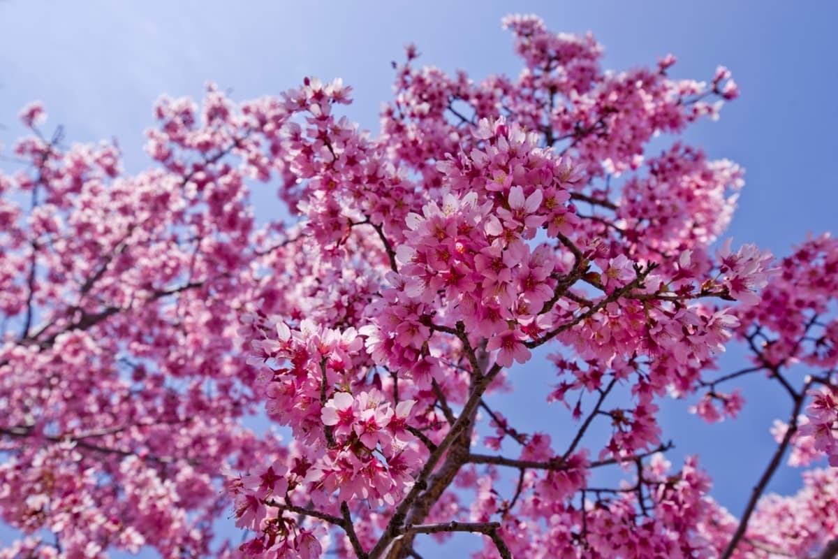 This South London Park Just Got 130 New Cherry Blossom Trees From Japan