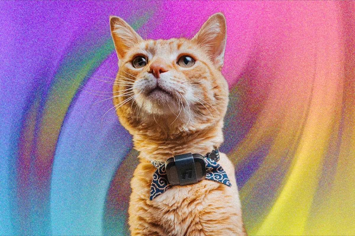 Fi Mini for Cats Review: Track Your Pets and Monitor Their Activity