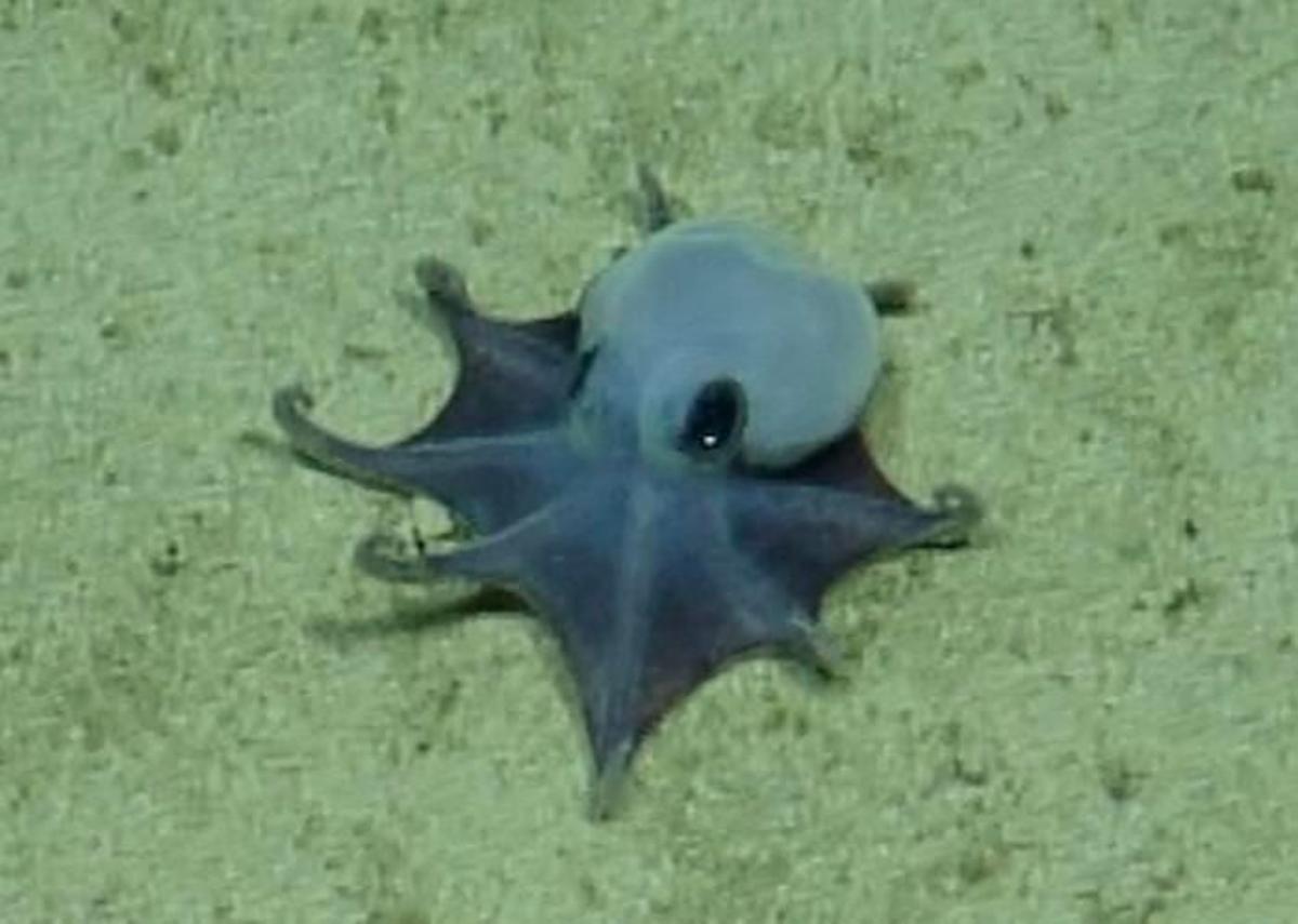A New Species of Tiny Octopus Was Discovered in the Galápagos Islands