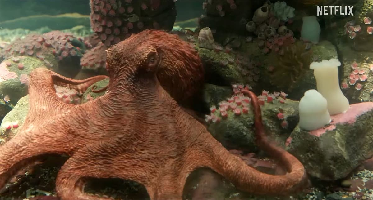 Alfred Molina Is an Octopus in 'Remarkably Bright Creatures' Teaser