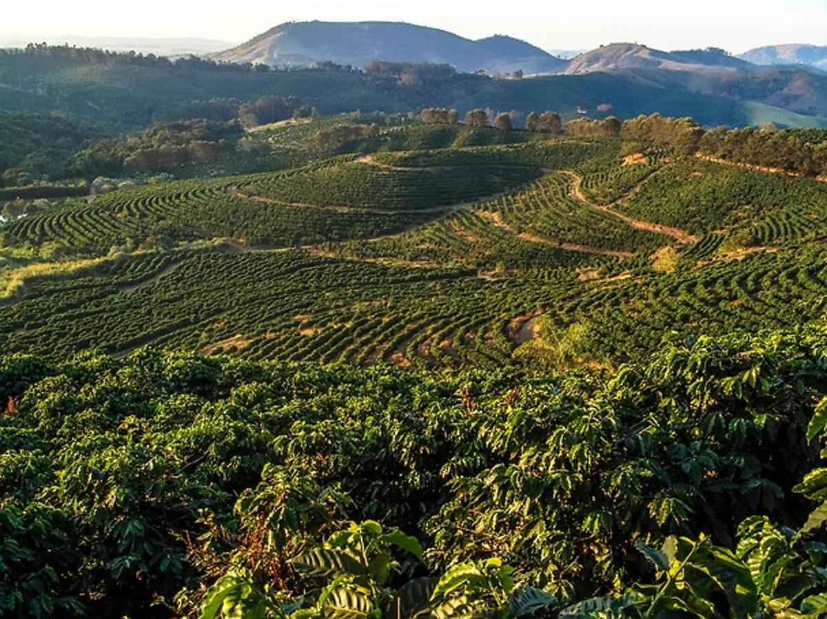 Airbus and JDE Peet’s Team up for Worldwide Coffee Plantation Mapping with Satellites