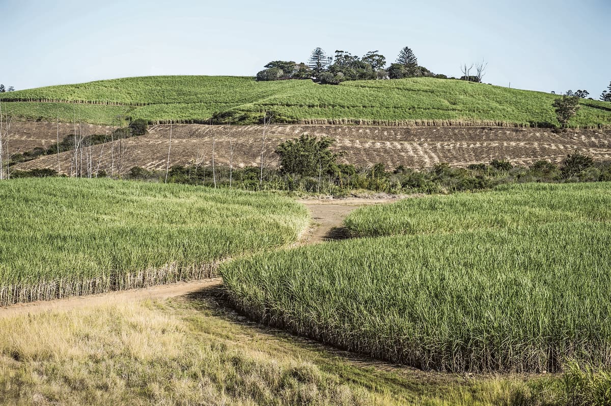 Tongaat Hulett Collapse Looms