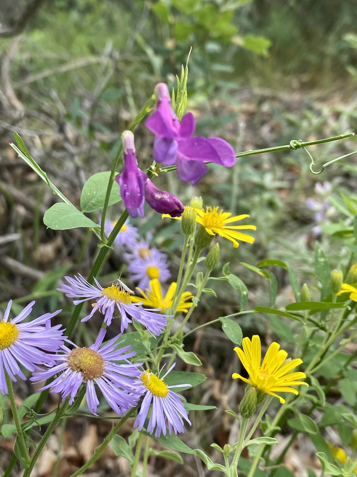 Connecting to the Cycles of the Seasons Through Meditation