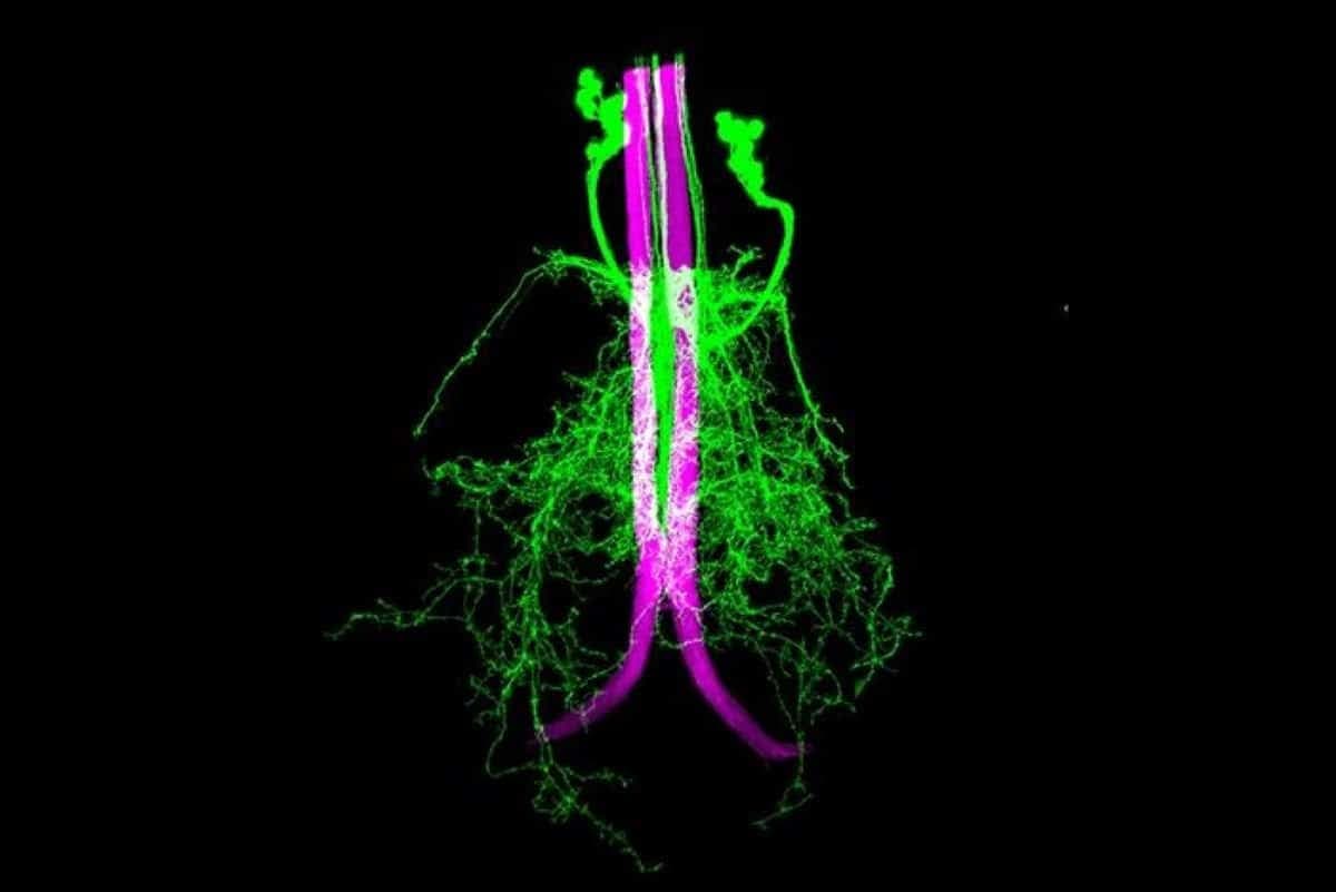 Axo-Axonic Synapses Drive Split-Second Fly Escape Reflexes