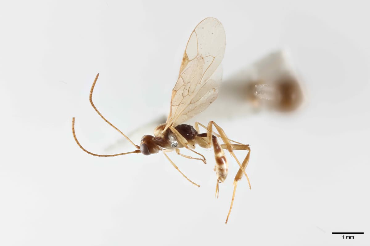 Scientists Mark Attenborough’s 100th Birthday with Newly Named Wasp