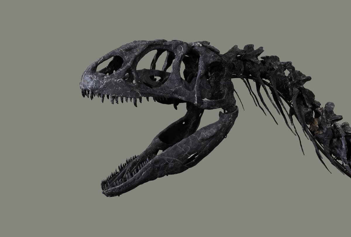 154-Million-Year-Old Dinosaur Fossil Debuts in the U.K.—But Its Species Remains a Mystery