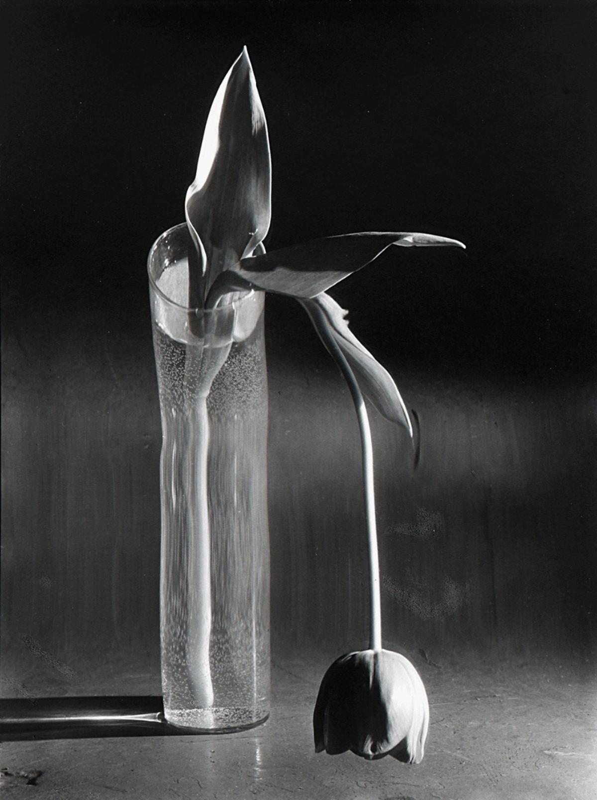 Dealer Scott Nichols on His Lasting Love for Iconic California Photographers