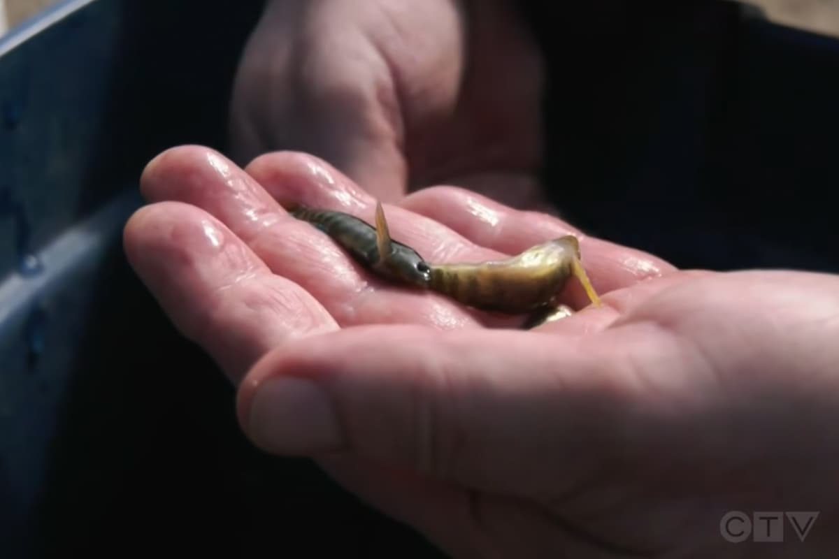Fentanyl Detected in Wild Fish Near Wastewater Treatment Plants (Video)