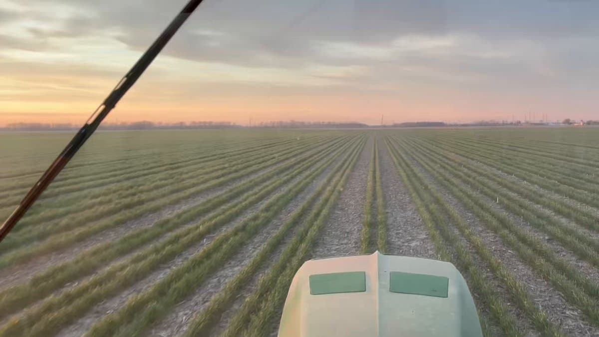 Relay Cropping Wheat & Soybeans Cuts Costs, Boosts Resilience