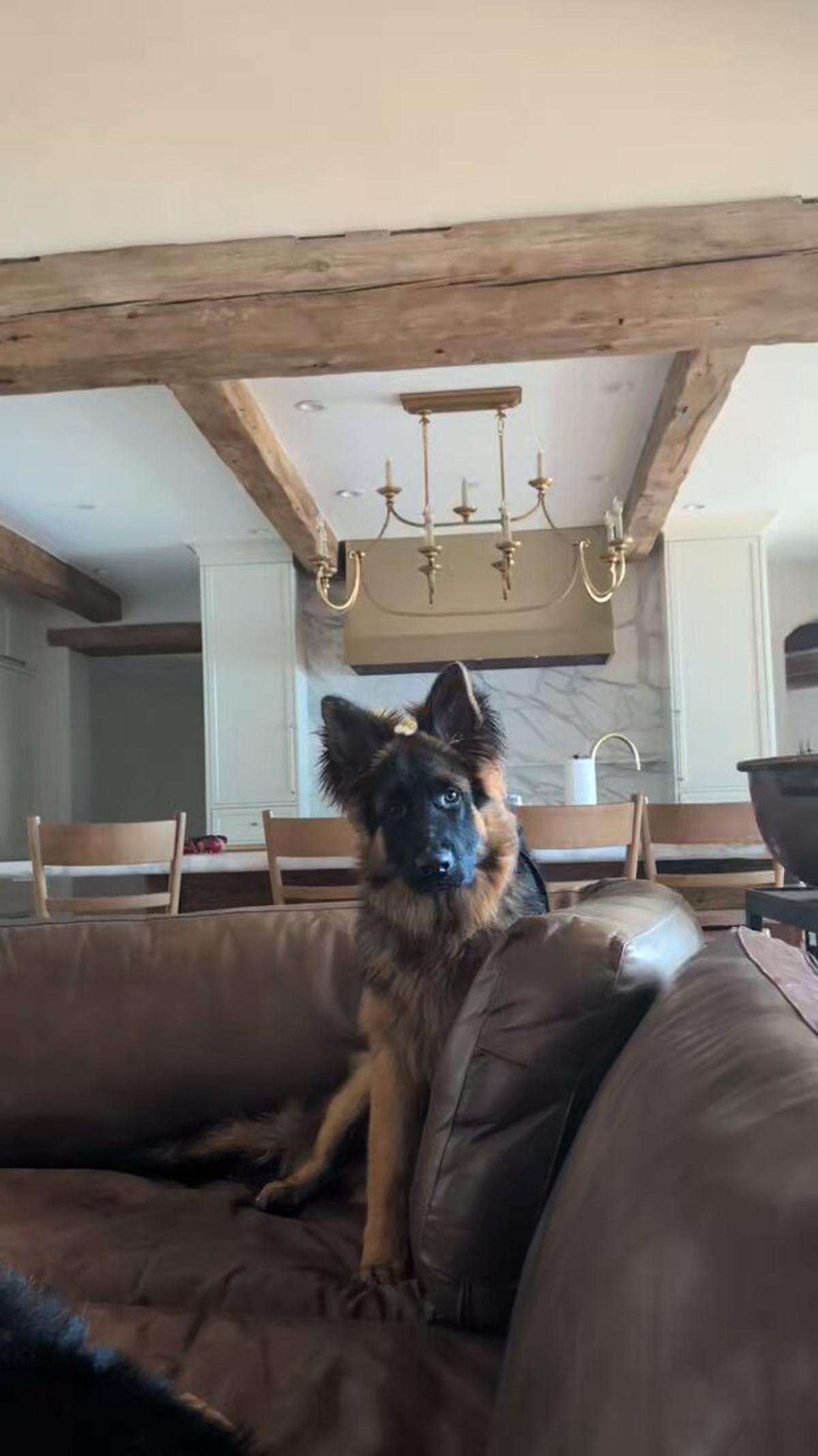 Fava the Puppy Appears to Be Broken